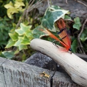 Plumas para Salmón